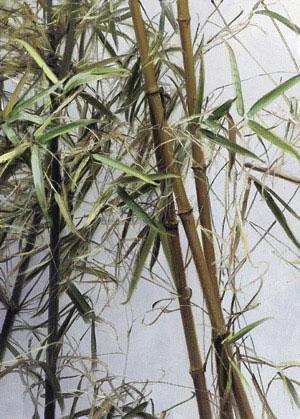 COOL AUTUMN by Leng Jun, 2012