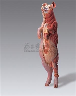 Pig no. 2 - Cao Hui