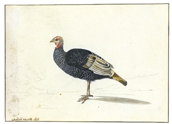 A turkey hen - Gerardus van Veen