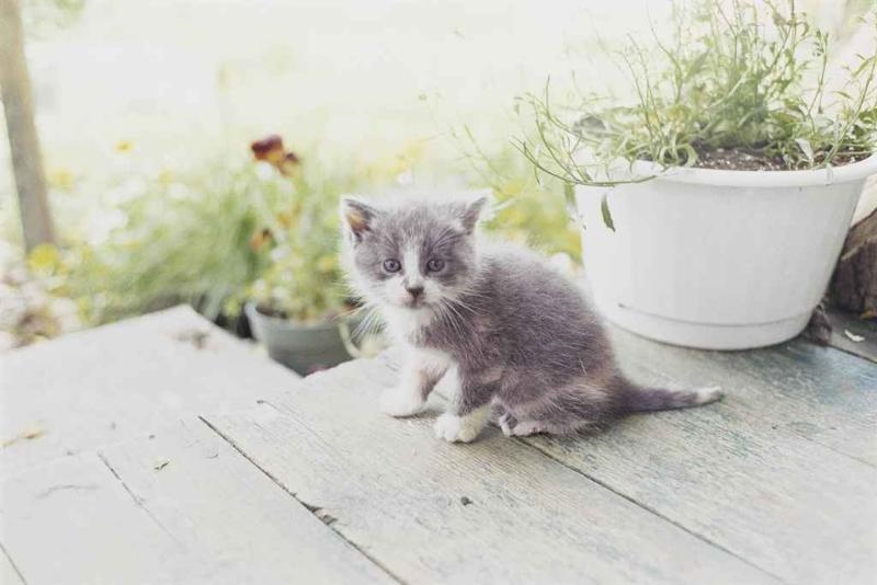 Kitten, Canada by Juergen Teller, 2001