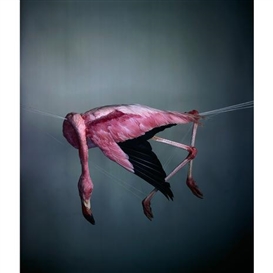 SEE // Richard Learoyd