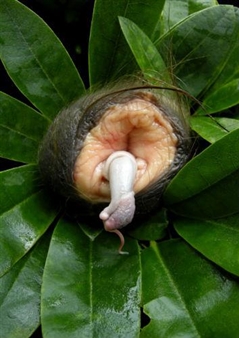 The Vagina is Not a Flower Anymore: Heide Hatry’s Meat Flowers