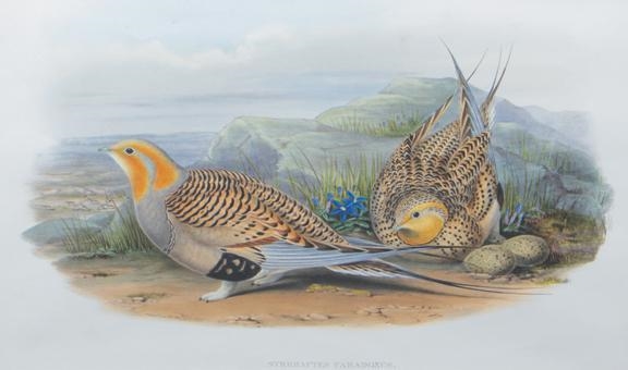 2 Works: Syrrhaptes Paradoxus and Currorius Gallicus by Henry Constantine Richter, John Gould