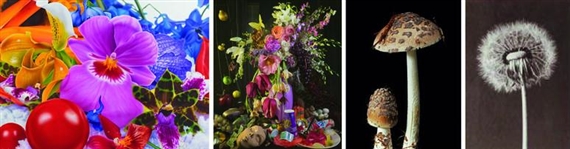 Flowers & Mushrooms - Museum der Moderne Salzburg, Mönchsberg