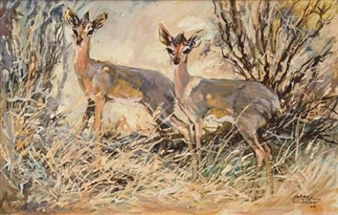 Steenbokkies - Johan Grobler