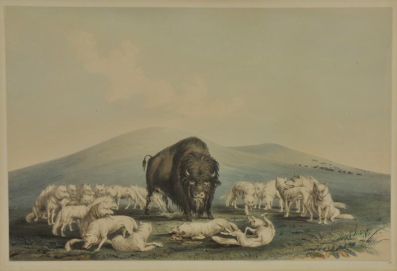 Bisonjagd Weisse Wolfe Angreifen Einen Bisonstier George Catlin 1