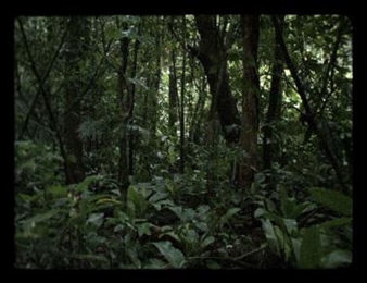 Suicide Narcissus - The Renaissance Society