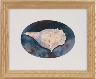 Conch shell - Sue Doucette