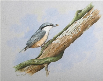 A nuthatch on a branch - Stephen Gayford