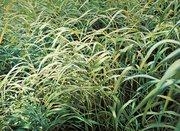 Franz Gertsch: Mystery Nature - Museum Frieder Burda