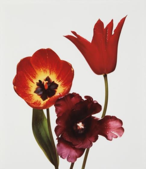 Three Tulips, 1967