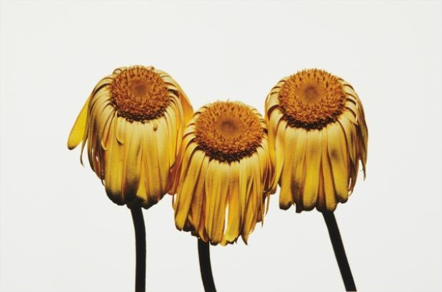 Artwork by Irving Penn, Gerbera Daisy, Gerbera jamesonii Husky, Made of Pigment print
