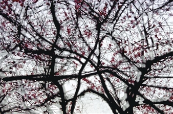 SPRING CONDENSED - Huang Guiquan