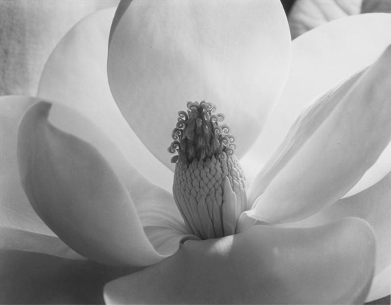 Magnolia Blossom 1925 by Imogen Cunningham, Printed after 1970