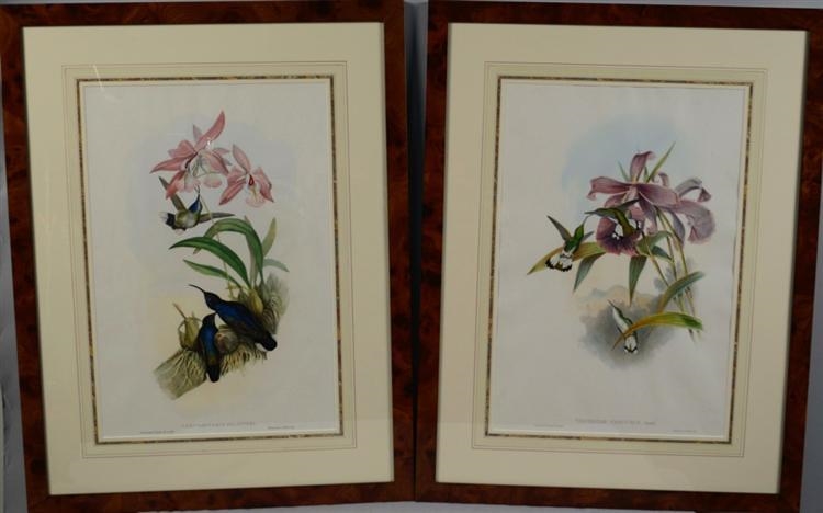Green and Blue Crest, De-lattre's Sabre-wing, and White-tailed Emerald by John Gould