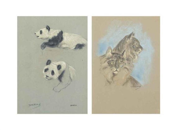 5 works: Studies of pandas; Studies of cats; A polar bear; A study of an alsatian's head; and Studies of a black cat
