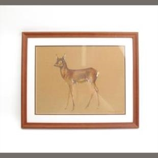 Study of a Roe - Phyllis Mary Bone