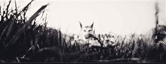 De la série le loup et l'enfant - Jean Spricigo