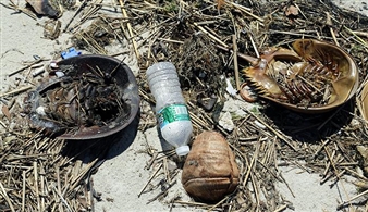 Tue Greenfort: Garbage Bay - SculptureCenter