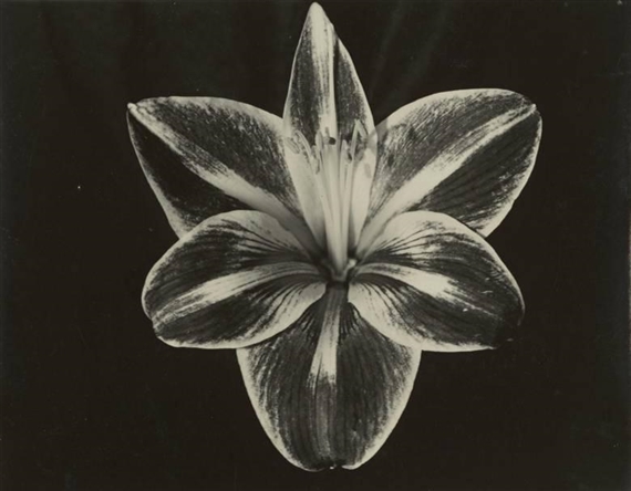 AMARYLLIS by Aenne Biermann, Circa 1927
