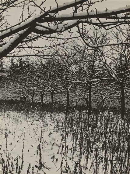 VERWUNSCHENE BÄUME (ENCHANTED TREES) by Aenne Biermann, Circa 1931