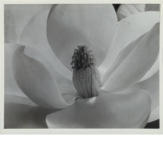 Magnolia Blossom 1925 by Imogen Cunningham, 1925