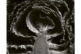 Prints by the American photographer Edward Weston on view at Galerie Edwynn Houk in Zurich