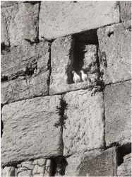 Doves in the Western Wall - David Rubinger