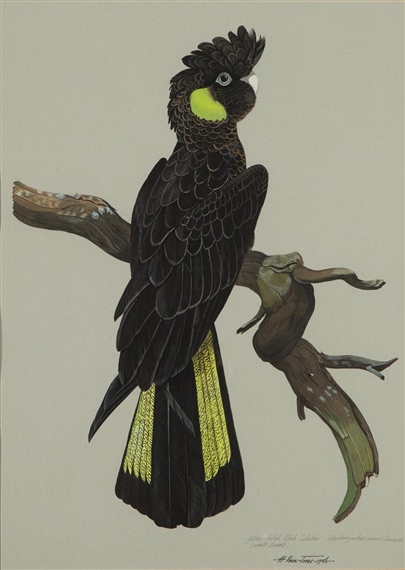 yellow tailed black cockatoo