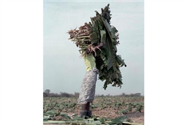 Terrain: A new body of work by Jackie Nickerson opens at Brancolini Grimaldi
