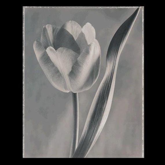 アート・デザイン・音楽 BLOOM Ron Van Dongen アート・デザイン・音楽 BLOOM Ron Van Dongen アート・デザイン・音楽