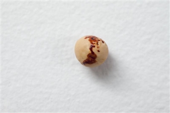 Permission To Be Global/Prácticas Globales: Latin American Art from the Ella Fontanals-Cisneros Collection - Cisneros Fontanals Art Foundation (CIFO)