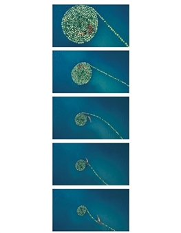 5 works:  PHOTOGRAPHS - Sigalit Landau