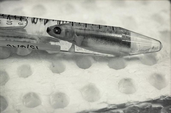 Tubed Fish Section (DNA analysis), Christchurch by Wayne Barrar, 1996