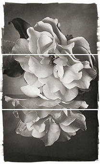 Brigitte Carnochan - Modernbook Gallery
