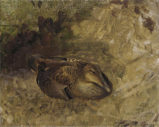 Study of a Wild Duck by Bruno Liljefors