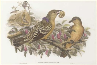 3 Works: Birds of Paradise - John Gould