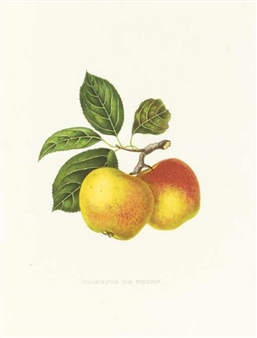8 Works: Album de Pomologie: Eight Plates - Alexandre Joseph Desire Bivort