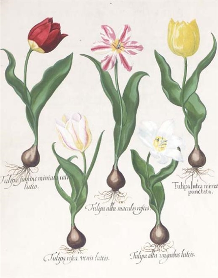 2 works; Hortus Eystettensis by Basilius Besler