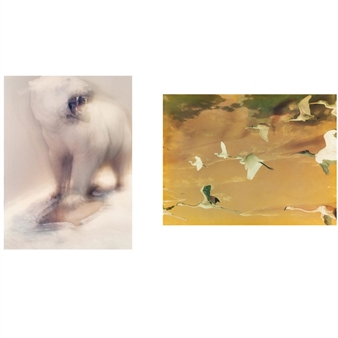 2 works: Shore Birds in New York City; Polar bear with seal - Jacqueline Hayden