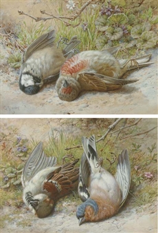 Finch and a sparrow - G. Dendy