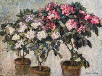 Blooming azaleas - Claire Huber
