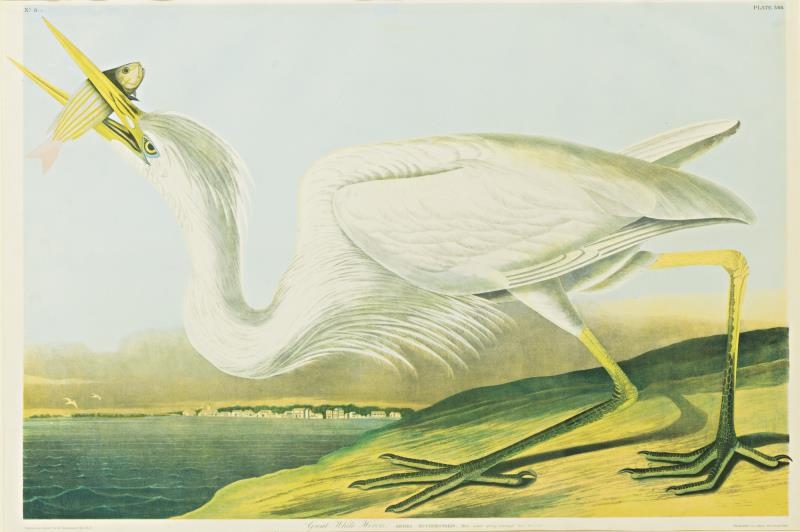 GREAT WHITE HERON (PLATE 368) by John James Audubon, 1860