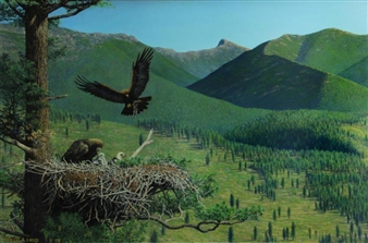 Eagle's nest - Peter Kola