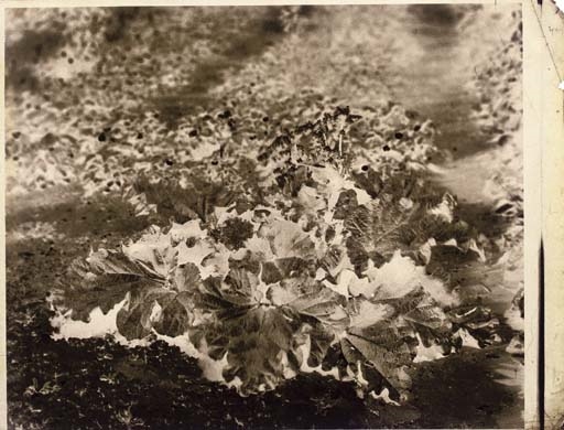 Plant study by Louis Robert, circa 1852