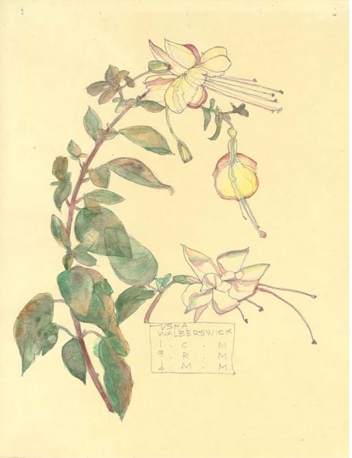 Study of a Fuchsia by Charles Rennie Mackintosh, 1914