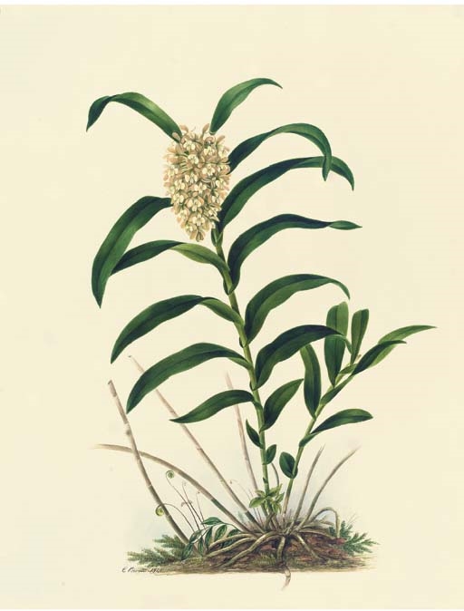 Artwork by Mrs E. Powell, Orchidaceae: Epidendrum densiflorum Hooker, Made of pencil and watercolour with gum arabic on Whatman Turkey Mill paper