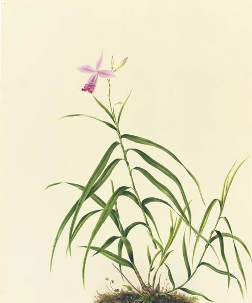 Artwork by Mrs E. Powell, Orchidaceae: Arundina graminifolia (D. Don) Hochr., Made of pencil and watercolour with gum arabic on Whatman Turkey Mill paper