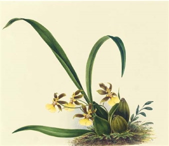Orchidaceae: Oncidium reflexum Lindley - Mrs E. Powell