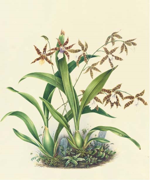 Artwork by Mrs E. Powell, Orchidaceae: Miltonia candida (Syn. Anneliesia candida) and Miltonia clowesii (syn. Miltonopsis clowesii), Made of pencil and watercolour, with gum arabic on Whatman Turkey Mill paper